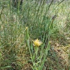 Tragopogon porrifolius subsp. porrifolius at Jerrabomberra, ACT - 30 Oct 2023 09:41 AM