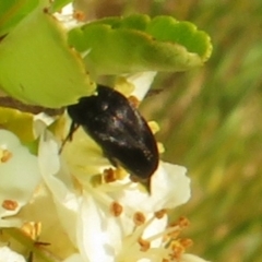 Mordellidae (family) (Unidentified pintail or tumbling flower beetle) at Latham, ACT - 29 Oct 2023 by Christine