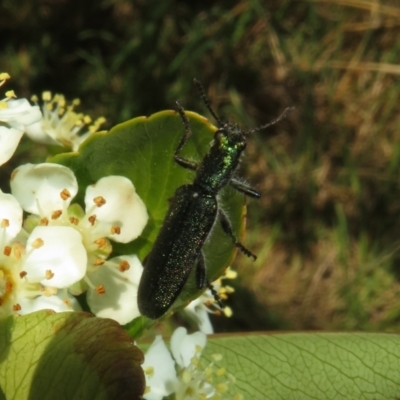 Eleale aspera (Clerid beetle) at Latham, ACT - 29 Oct 2023 by Christine