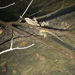 Intellagama lesueurii (Australian Water Dragon) at Upper Kangaroo River, NSW - 29 Oct 2023 by Baronia