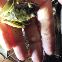 Litoria lesueuri (Lesueur's Tree-frog) at Upper Kangaroo River, NSW - 29 Oct 2023 by Baronia