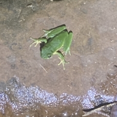 Litoria nudidigita (Narrow-fringed Tree-frog) at Upper Kangaroo River, NSW - 29 Oct 2023 by Baronia