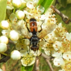 Cylindromyia sp. (genus) (Bristle fly) at Umbagong District Park - 29 Oct 2023 by Christine