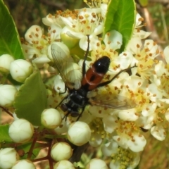 Cylindromyia sp. (genus) at Latham, ACT - 29 Oct 2023