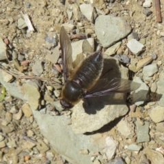 Comptosia sp. (genus) (Unidentified Comptosia bee fly) at Majura, ACT - 22 Oct 2023 by Christine