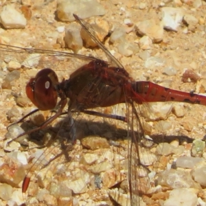 Diplacodes bipunctata at Tidbinbilla Nature Reserve - 24 Oct 2023 12:40 PM