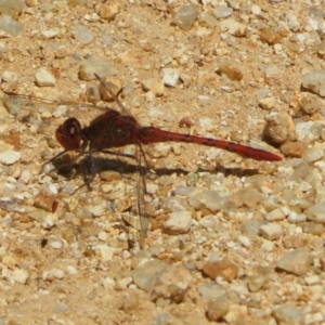 Diplacodes bipunctata at Tidbinbilla Nature Reserve - 24 Oct 2023