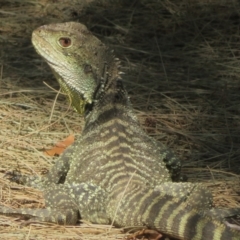 Intellagama lesueurii howittii (Gippsland Water Dragon) at Cotter Reserve - 24 Oct 2023 by Christine