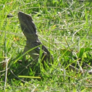 Pogona barbata at Stromlo, ACT - 24 Oct 2023