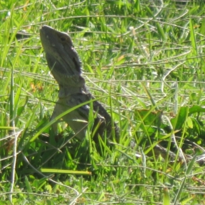 Pogona barbata (Eastern Bearded Dragon) at Stromlo, ACT - 24 Oct 2023 by Christine