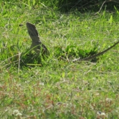 Pogona barbata at Stromlo, ACT - 24 Oct 2023