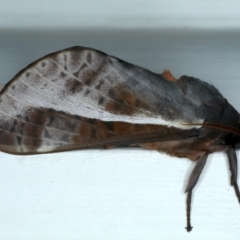 Oxycanus dirempta (Variable Oxycanus) at Ainslie, ACT - 6 Jun 2023 by jb2602