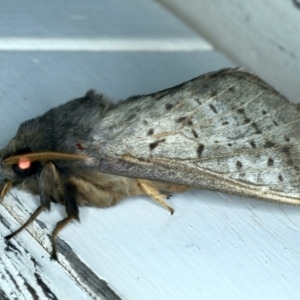 Oxycanus silvanus at Watson, ACT - 7 Jun 2023