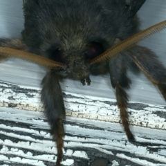 Oxycanus silvanus at Watson, ACT - 7 Jun 2023