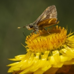 Taractrocera papyria (White-banded Grass-dart) at Callum Brae - 29 Oct 2023 by trevsci