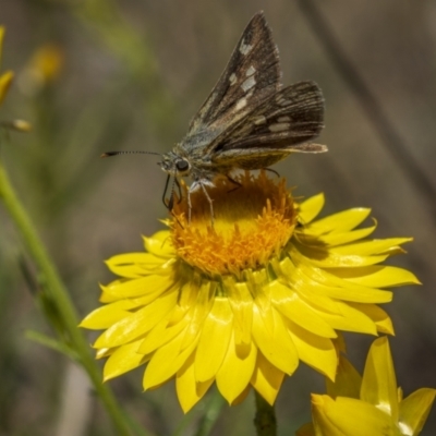 Trapezites luteus (Yellow Ochre, Rare White-spot Skipper) at Symonston, ACT - 29 Oct 2023 by trevsci