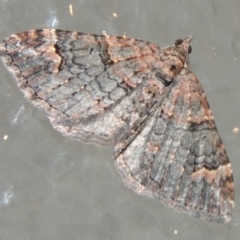 Epyaxa sodaliata (Sodaliata Moth, Clover Moth) at Conder, ACT - 3 Jun 2023 by michaelb