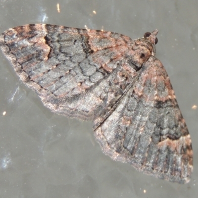 Epyaxa sodaliata (Sodaliata Moth, Clover Moth) at Conder, ACT - 3 Jun 2023 by michaelb