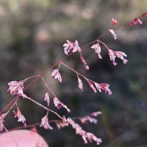 Poa sieberiana var. sieberiana at Belconnen, ACT - 29 Oct 2023 10:59 AM