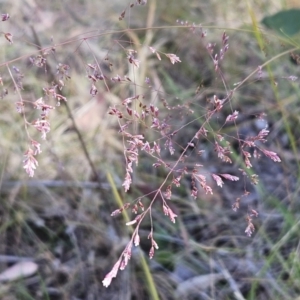 Poa sieberiana var. sieberiana at Belconnen, ACT - 29 Oct 2023 10:59 AM