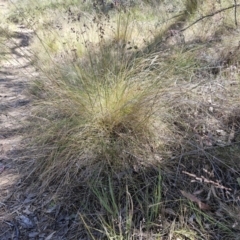 Poa sieberiana var. sieberiana at Belconnen, ACT - 29 Oct 2023