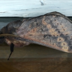 Oxycanus silvanus (Pale Oxycanus) at Ainslie, ACT - 8 Jun 2023 by jb2602