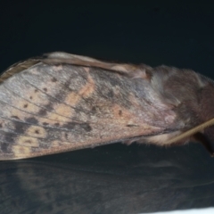 Oxycanus silvanus at Ainslie, ACT - 8 Jun 2023