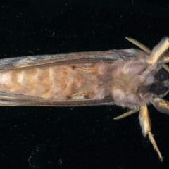 Oxycanus silvanus at Ainslie, ACT - 8 Jun 2023