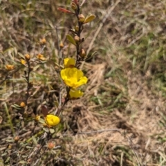 Hibbertia obtusifolia (Grey Guinea-flower) at Umbagong District Park - 29 Oct 2023 by rbannister
