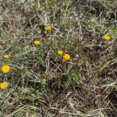 Leptorhynchos squamatus subsp. squamatus (Scaly Buttons) at Umbagong District Park - 29 Oct 2023 by rbannister