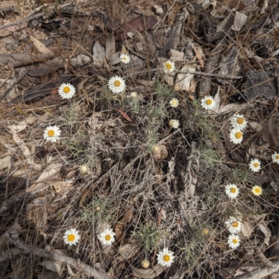 Leucochrysum albicans subsp. tricolor (Hoary Sunray) at Umbagong District Park - 30 Oct 2023 by rbannister