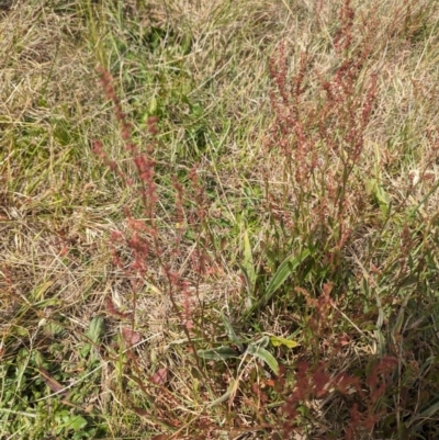 Rumex acetosella (Sheep Sorrel) at Umbagong District Park - 30 Oct 2023 by rbannister