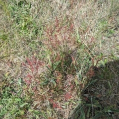 Rumex acetosella at Latham, ACT - 30 Oct 2023