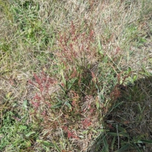 Rumex acetosella at Latham, ACT - 30 Oct 2023