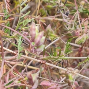 Vicia disperma at O'Malley, ACT - 30 Oct 2023