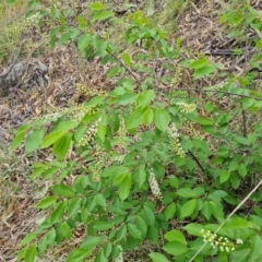 Prunus serotina (Black Cherry) at Garran, ACT - 30 Oct 2023 by Mike