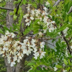 Robinia pseudoacacia (Black Locust) at O'Malley, ACT - 30 Oct 2023 by Mike