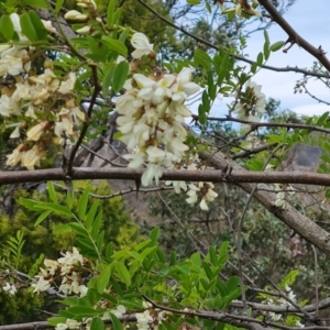 Robinia pseudoacacia at O'Malley, ACT - 30 Oct 2023