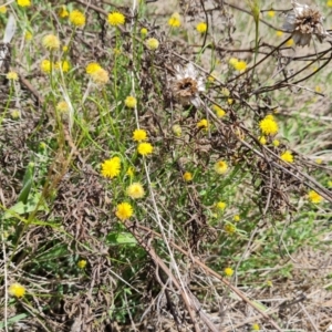 Calotis lappulacea at Symonston, ACT - 30 Oct 2023