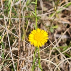 Calotis lappulacea (Yellow Burr Daisy) at Symonston, ACT - 30 Oct 2023 by Mike