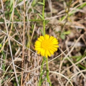 Calotis lappulacea at Symonston, ACT - 30 Oct 2023 12:15 PM