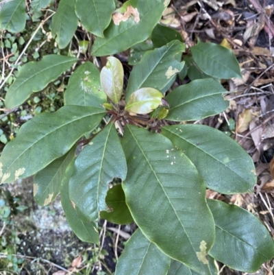 Pittosporum revolutum (Large-fruited Pittosporum) at Beaumont, NSW - 5 Oct 2023 by Tapirlord