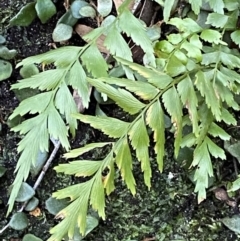 Asplenium polyodon (Willow Spleenwort) at Beaumont, NSW - 4 Oct 2023 by Tapirlord