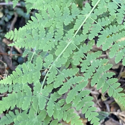 Histiopteris incisa (Bat's-Wing Fern) at Beaumont, NSW - 5 Oct 2023 by Tapirlord