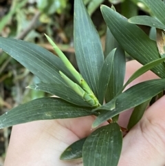 Leucopogon affinis (Lance Beard-heath) at Beaumont, NSW - 5 Oct 2023 by Tapirlord