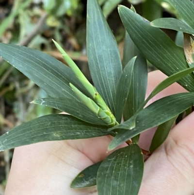 Leucopogon affinis (Lance Beard-heath) at Beaumont, NSW - 5 Oct 2023 by Tapirlord