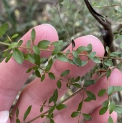 Coprosma quadrifida (Prickly Currant Bush, Native Currant) at Beaumont, NSW - 5 Oct 2023 by Tapirlord