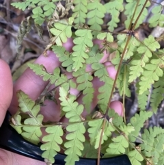 Histiopteris incisa (Bat's-Wing Fern) at Beaumont, NSW - 4 Oct 2023 by Tapirlord