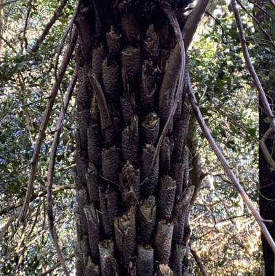 Cyathea australis subsp. australis (Rough Tree Fern) at Beaumont, NSW - 5 Oct 2023 by Tapirlord