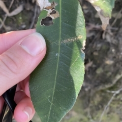 Ceratopetalum apetalum (Coachwood) at Beaumont, NSW - 4 Oct 2023 by Tapirlord